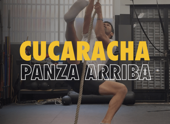 Cucaracha_panzaarriba